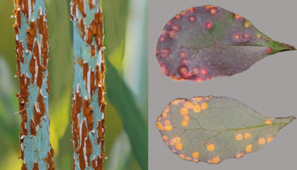 Stem (black) rust life symptoms on wheat (left) and barberry (right) leaves